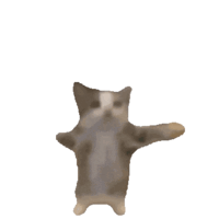 /해피캣